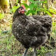 Chicken Lady